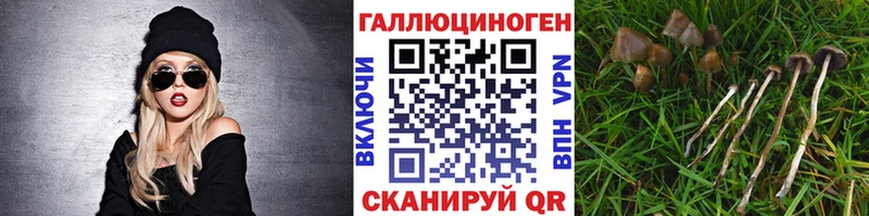 Галлюциногенные грибы Psilocybe  Советск 